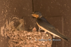 Barn Swallow